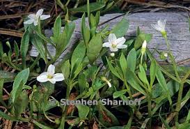 Image result for Montia