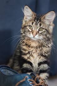 Siberian cat kitten cattery hypoallergenic cats texas united states shipping tica pedigree. Siberian Lynx Kitten Siberian Cat Black Tabby