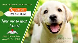 Dave & amy granillo live in southern california. Pin On Labrador Puppies For Sale