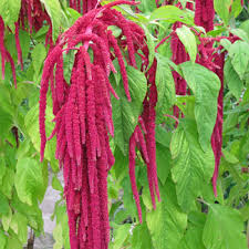 Znalezione obrazy dla zapytania Amaranthus caudatus L. - szarłat zwisły (lisi ogon)