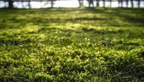 How To Get Rid Of Moss In Your Lawn Growing Grass Lawn Care Companies Remove Moss From Lawn
