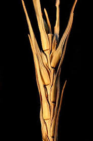 Image result for Vossia cuspidata