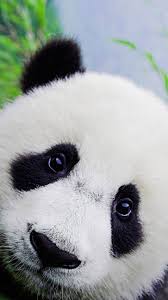 Panda wallpaper, monochrome, white, black, simple, black background. Best Of Cute Baby Adorable Panda Wallpaper Red Panda Cool Wallpapers Cartoon Images Pictures 15 July 2021