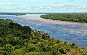 Дождевые леса амазонии