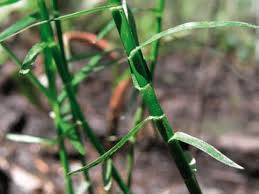 Image result for Bulbostylis schoenoides