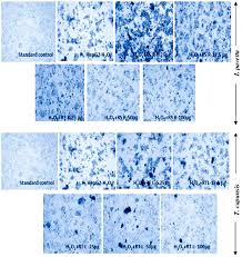 Image result for Pavetta sp. F