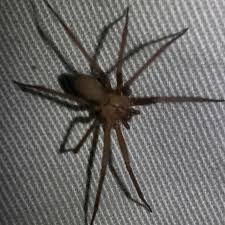 We have 1 allstate termite & pest control locations with hours of operation and phone number. Guardian Pest And Termite Services 80 Photos 1 Review Pest Control Service 403 F Sw Ardmore Ok 73402