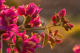 Check 'bunga kertas' translations into english. 80 Best Pokok Bunga Kertas Images Stock Photos Vectors Adobe Stock