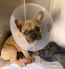 Asheville, nc (ash) athens, ga (ahn) athens, oh (ohu). Group Asked To Return 15 French Bulldogs Rescued From O Hare Warehouse