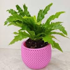 Image result for Asplenium angolense