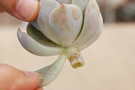 5ステップでできる多肉植物の増やし方 葉挿し編 多肉植物 サボテンの専門通販 Solxsol