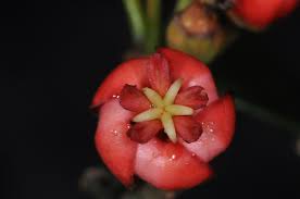 Image result for Symphonia globulifera