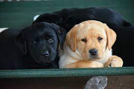Nestled in the fertile farmland of middle tn on the banks of rock creek, twinponds is a small kennel whose goal is to produce snow white labradors that are not only beautiful but possess soundness and a docile temperament that is a hallmark of the breed. English Labradors Home