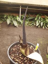 Image result for Aframomum mildbraedii