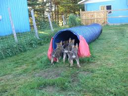 Chiots Berger Picard Elevage La Picardie Dogs Animals