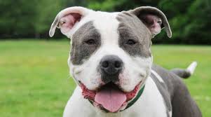Check spelling or type a new query. Best Dog Foods For The American Bully Puppies Adults Seniors