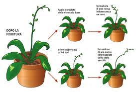 Le mini orchidee sono considerate piante ideali per piccoli spazi, adatte a qualsiasi stile di interni, contribuendo a creare un'atmosfera accogliente in ogni casa. Curare Le Orchidee Phalaenopsis Sfiorite In Estate Cose Di Casa