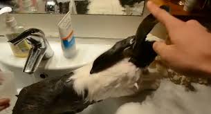 relaxing and bathing in the sink