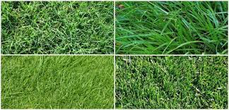 An Overview Of The Major Types Of Lawn Grasses While Selecting Lawn Grasses You Should Go For Those That Thrive In T Grass Type Lawn Grass Types Types Of Lawn