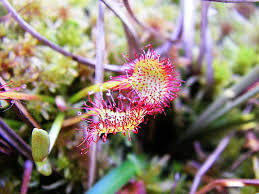 Image result for Droseraceae