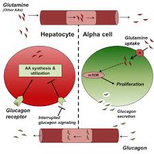 7 bardney avenue, golborne, warrington. Interrupted Glucagon Signaling Reveals Hepatic A Cell Axis And Role For L Glutamine In A Cell Proliferation Cell Metabolism