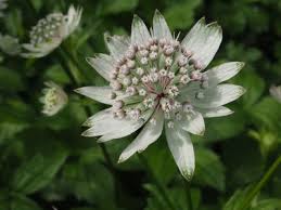 Image result for Virectaria major