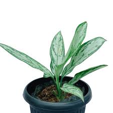 The most common aglaonema pests are root mealybugs, aphids, scales and mites. Silver King Indoor Plants Philippines Unbeleafable Ph