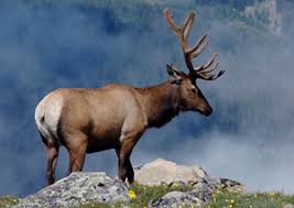 Pin By Isabel Wright On Utah Wild Life Elk Deer Animals