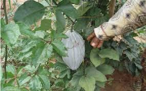 Image result for Telfairia occidentalis