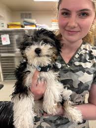 Diane Revak's Instagram, Twitter & Facebook