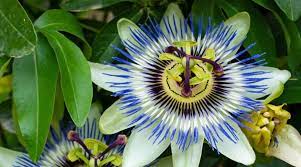 Flowering Vines These Climbers Grow Fast And Add Color Sunset Fast Growing Climbers Flowering Vines Garden Vines