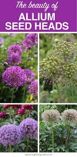 Another Reason To Love Ornamental Alliums Seed Heads Longfield Gardens Longfield Gardens Allium Flowers Trees To Plant