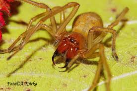 Image result for z p%u0159ednice jedovat 