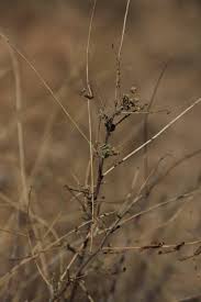 Image result for Indigofera heterotricha