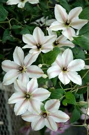 及川フラグリーン