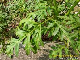 Image result for Platostoma coeruleum