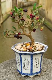 Do bonsai trees produce fruit. Tiny Bonsai Trees Can Grow Full Sized Apples And Pomegranates Viralbandit