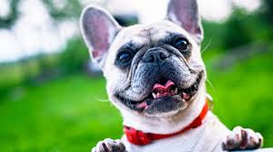 Their popularity started to rapidly grow when nottingham's lacemakers traveled to france for trading purposes. French Bulldog All About The Breed