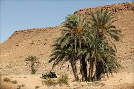 Desert Plants Google Search Desert Plants Plants Sahara