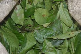 Image result for Gnetum africanum