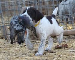 Find free puppies near me, adopt a puppy, buy puppies direct from kennel breeders and puppy owners in turkey. Idawire German Wirehaired Pointers Puppies