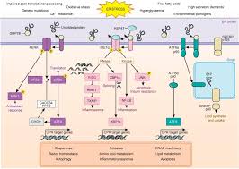 Un we pour visiter nos r�serves, rencontrer nos experts, participer aux ateliers et assister aux conf�rences que vous seront propos�es dans nos locaux. Endoplasmic Reticulum Stress Signalling And The Pathogenesis Of Non Alcoholic Fatty Liver Disease Journal Of Hepatology