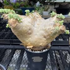 Image result for Cyphostemma