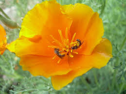 Image result for Eschscholzia