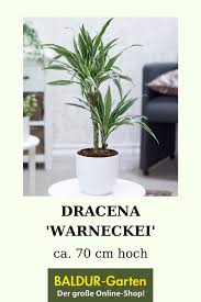 Dracaena Warneckei 1a Qualitat Baldur Garten In 2020 Pflanzen Zimmerpflanzen Palmenarten