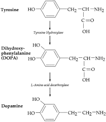 Image result for Dopamine
