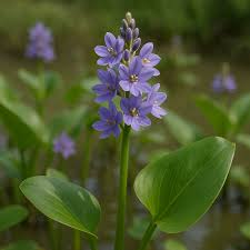 Image result for Monochoria