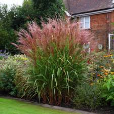 Image result for Miscanthus sinensis