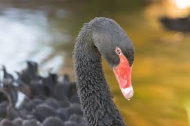 Grey Bird With Red Neck Black Swan Bird Red Beak Wallpaper Black Swan Birds Bird Wallpaper