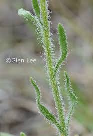 Image result for Eriosema pumilum